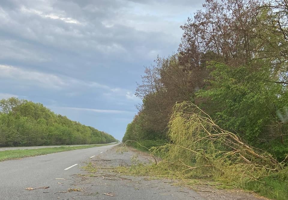 Новини Житомира - фото з Минулої ночі дорожники прибрали з доріг десятки повалених буревієм дерев