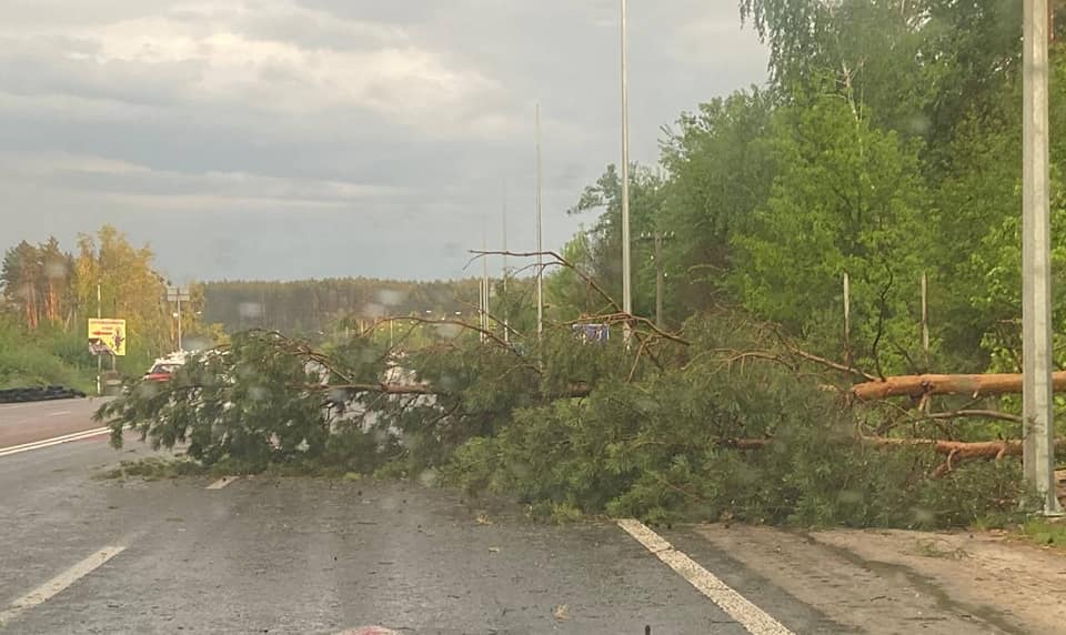Новини Житомира - фото з Минулої ночі дорожники прибрали з доріг десятки повалених буревієм дерев