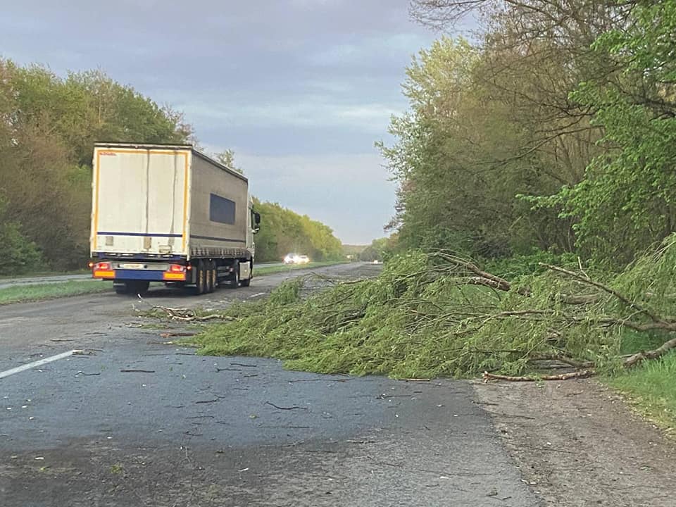 Новини Житомира - фото з Минулої ночі дорожники прибрали з доріг десятки повалених буревієм дерев