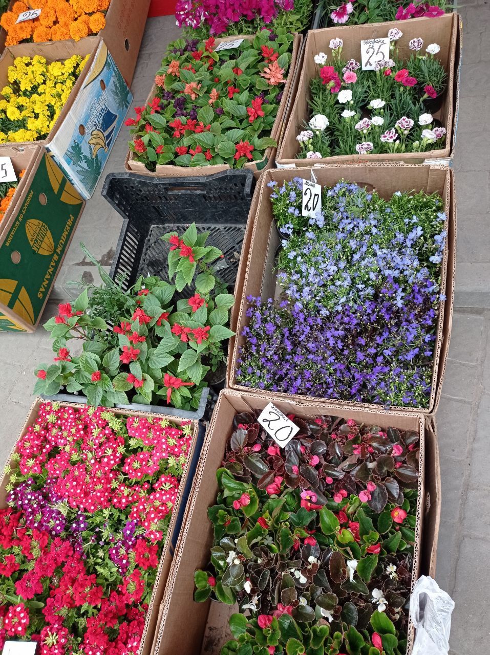 Новини Тернополя - фото з Скільки коштує зробити квітник на балконі? Дивіться ціни у тернопільських магазинах та на ринку