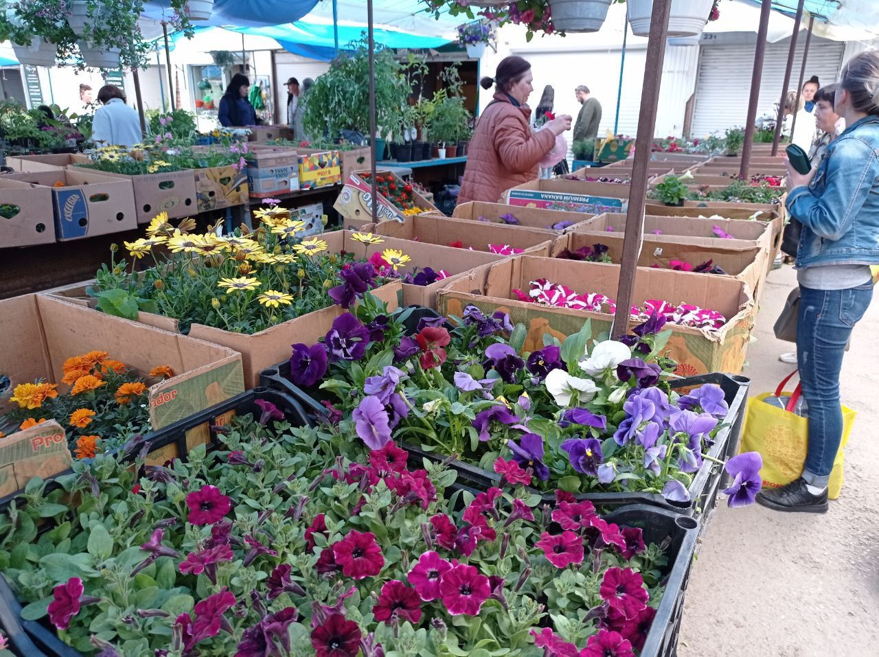 Новини Тернополя - фото з Скільки коштує зробити квітник на балконі? Дивіться ціни у тернопільських магазинах та на ринку