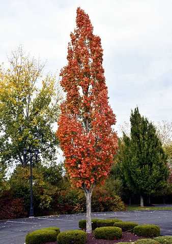 Acer freemanii Armstrong - Клен Фрімана Armstrong купити в Україні.  Найширший вибір декоративних культур алейних дерев | Компанія Флорекс  Україна