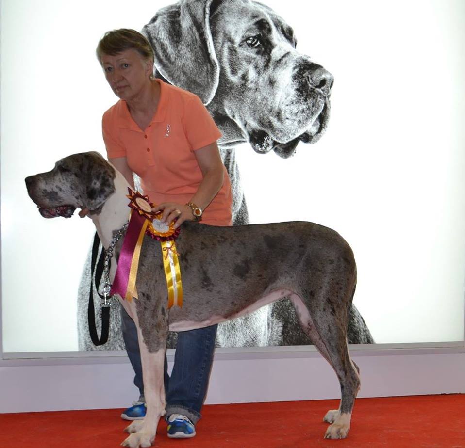 Новини Вінниці - фото з «Собака любить того, хто з ним гуляє» — кінолог для людей про собак