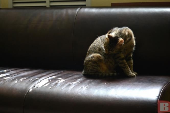 Новини Хмельницького - фото з У вишиванки - з пелюшок. У Хмельницькому вітали новоспечених матусь