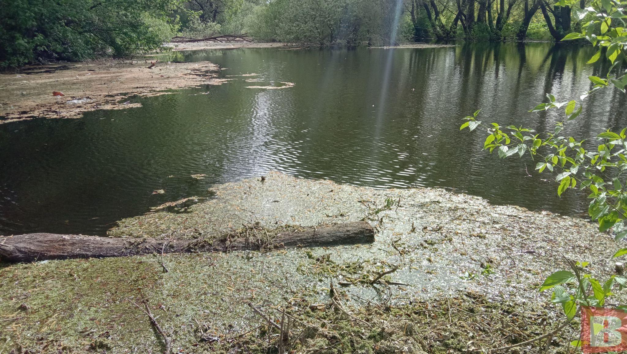 Новини Хмельницького - фото з Мешканці Гречан хочуть почистити ставок та створити сквер: як допомогти (ФОТО)