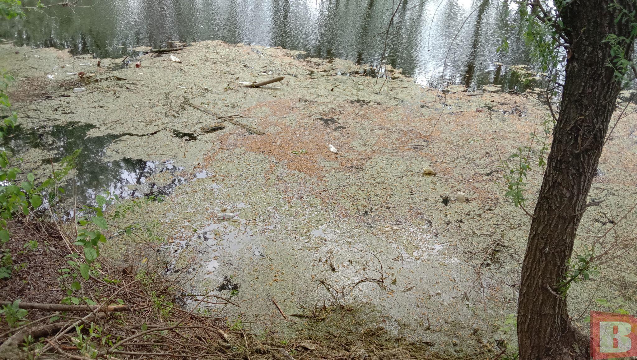 Новини Хмельницького - фото з Мешканці Гречан хочуть почистити ставок та створити сквер: як допомогти (ФОТО)