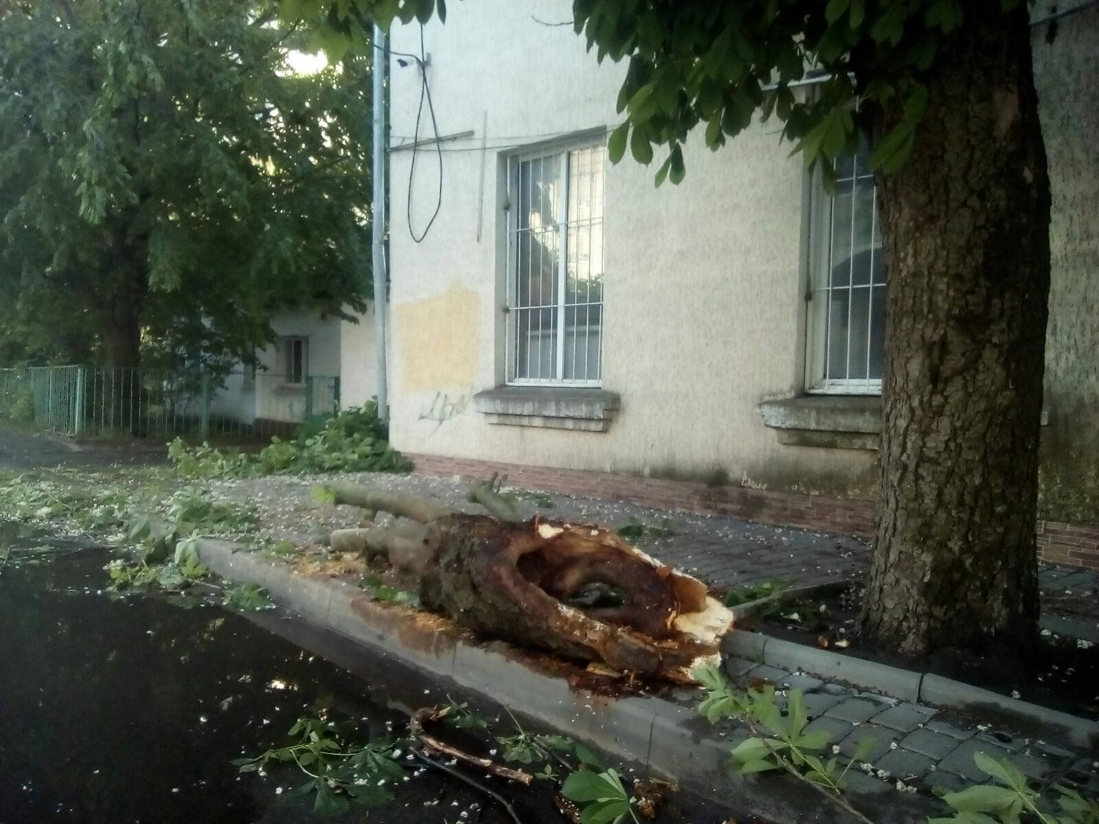 Новини Козятина - фото з Попадали каштани: у Козятині негода повалила дерева. На сьогодні оголосили попередження