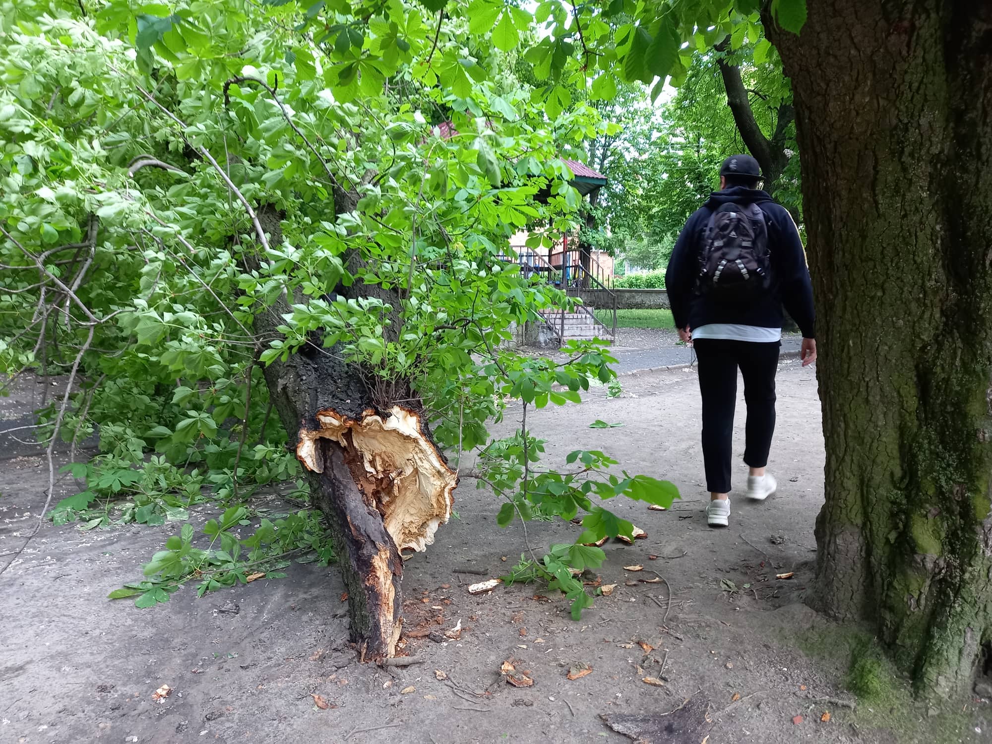 Новини Козятина - фото з Попадали каштани: у Козятині негода повалила дерева. На сьогодні оголосили попередження