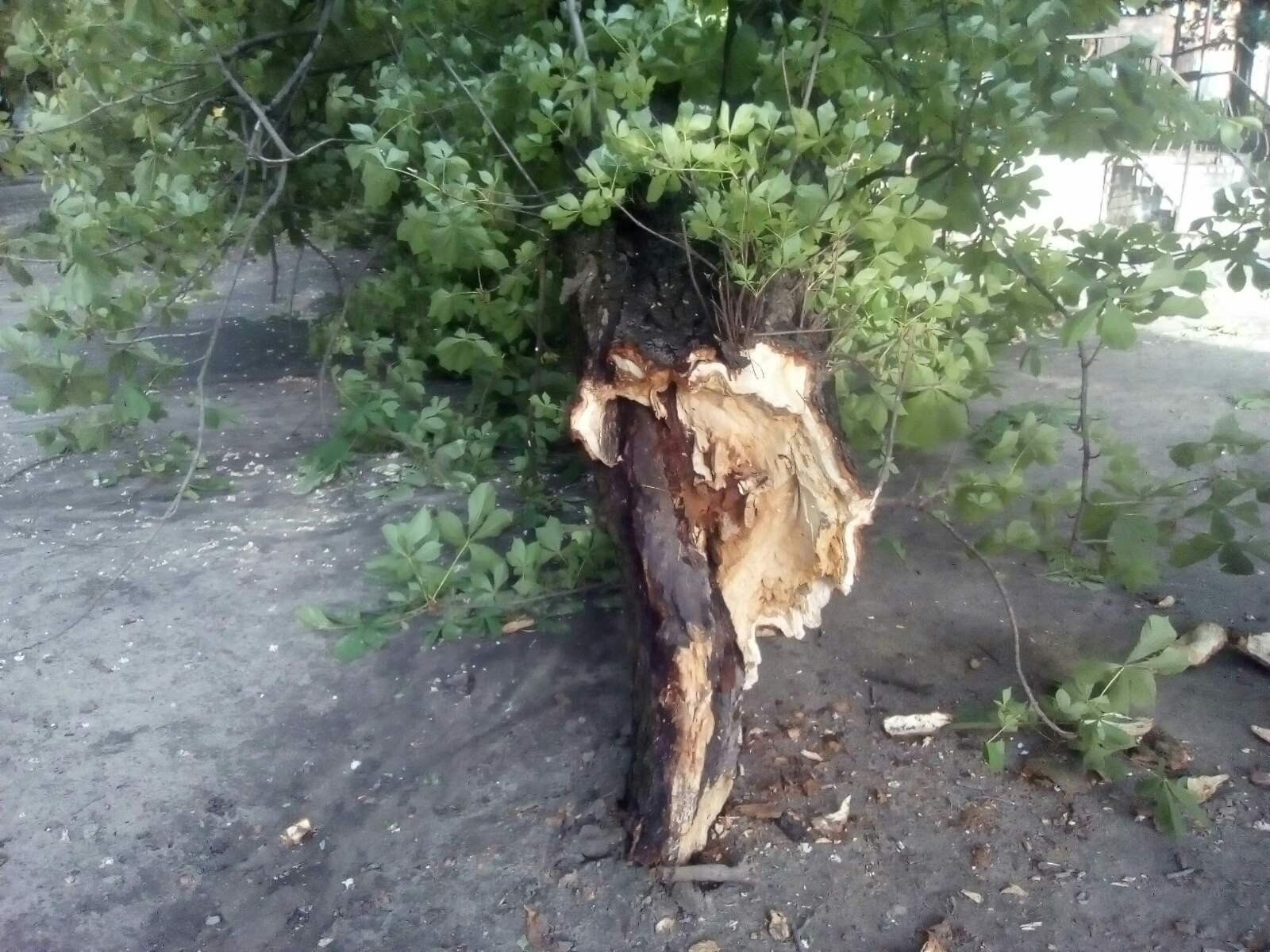 Новини Козятина - фото з Попадали каштани: у Козятині негода повалила дерева. На сьогодні оголосили попередження