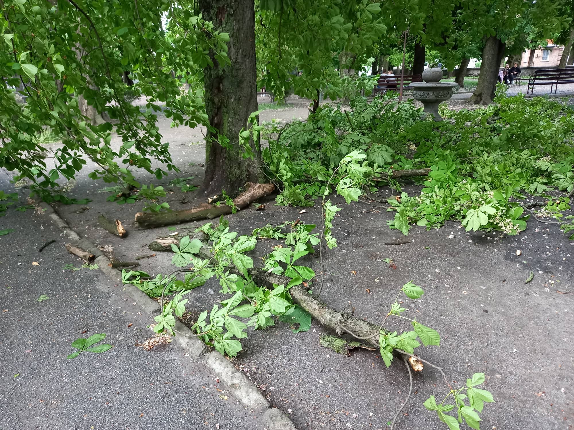 Новини Козятина - фото з Попадали каштани: у Козятині негода повалила дерева. На сьогодні оголосили попередження