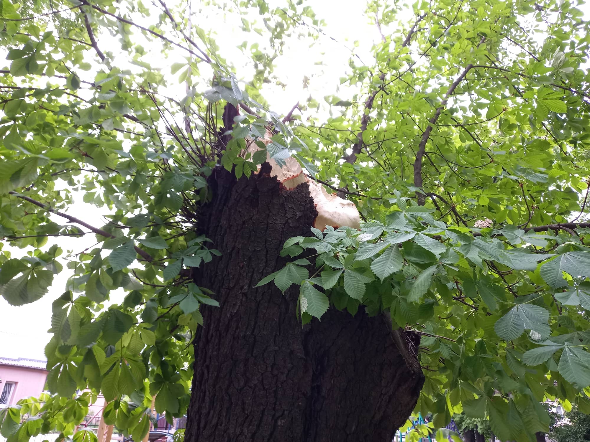 Новини Козятина - фото з Попадали каштани: у Козятині негода повалила дерева. На сьогодні оголосили попередження