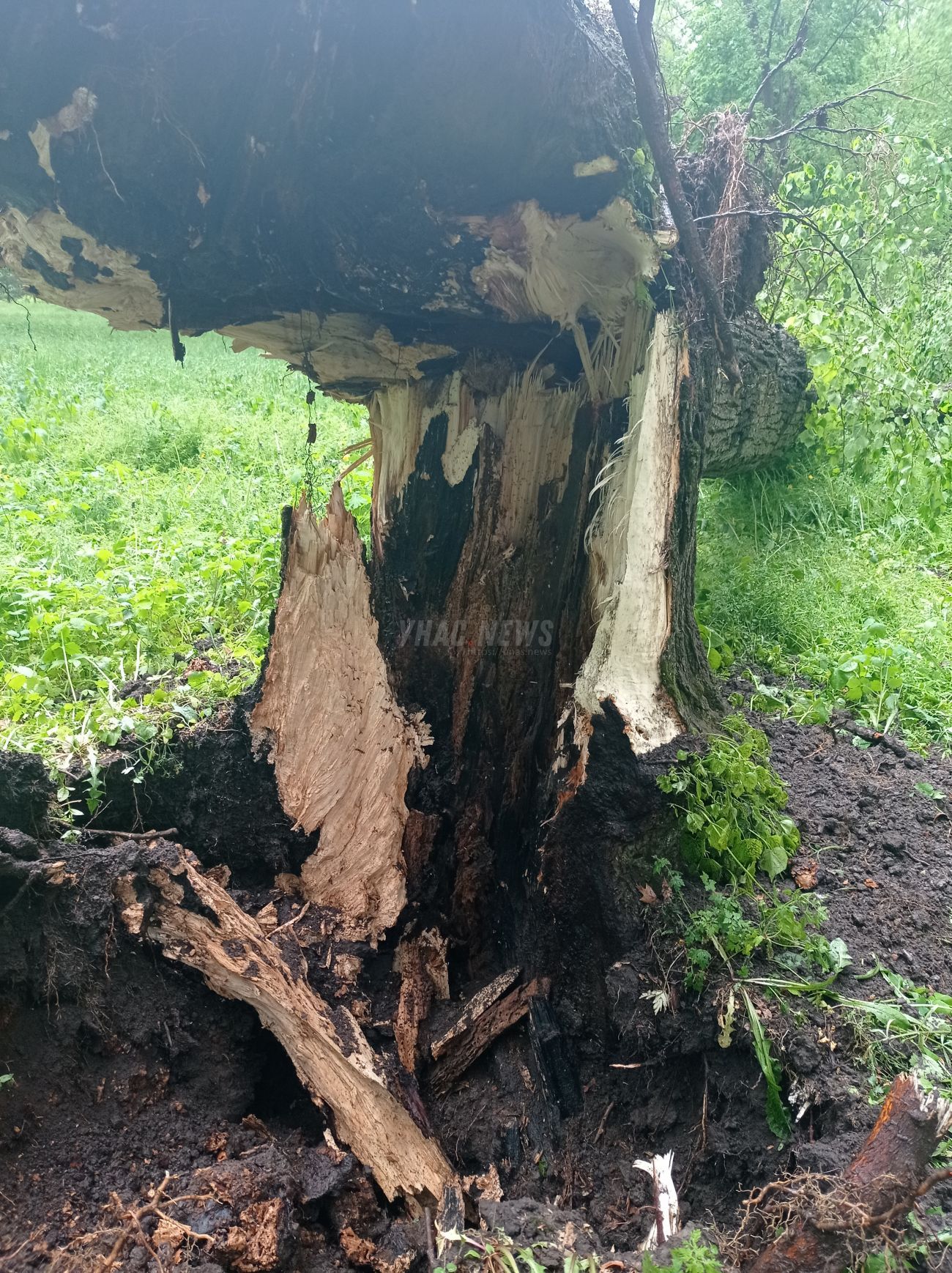 Новини Хмельницького - фото з Двохсотлітнє дерево на Хмельниччині постраждало від шквального вітру