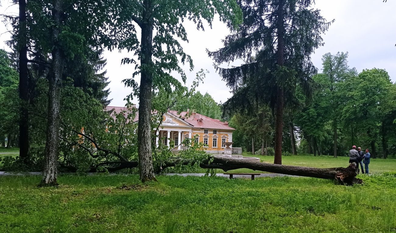 Новини Хмельницького - фото з Двохсотлітнє дерево на Хмельниччині постраждало від шквального вітру