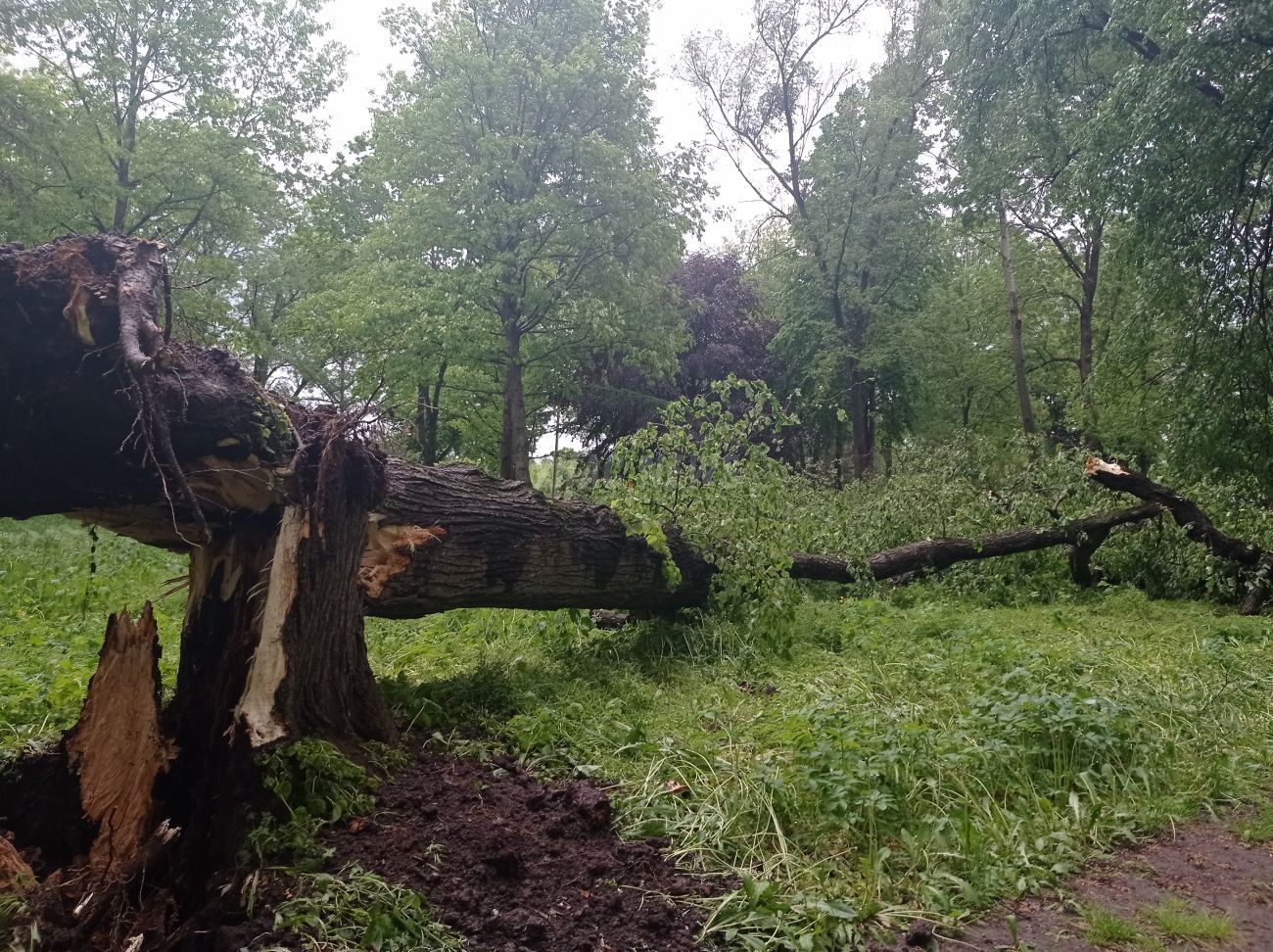 Новини Хмельницького - фото з Двохсотлітнє дерево на Хмельниччині постраждало від шквального вітру