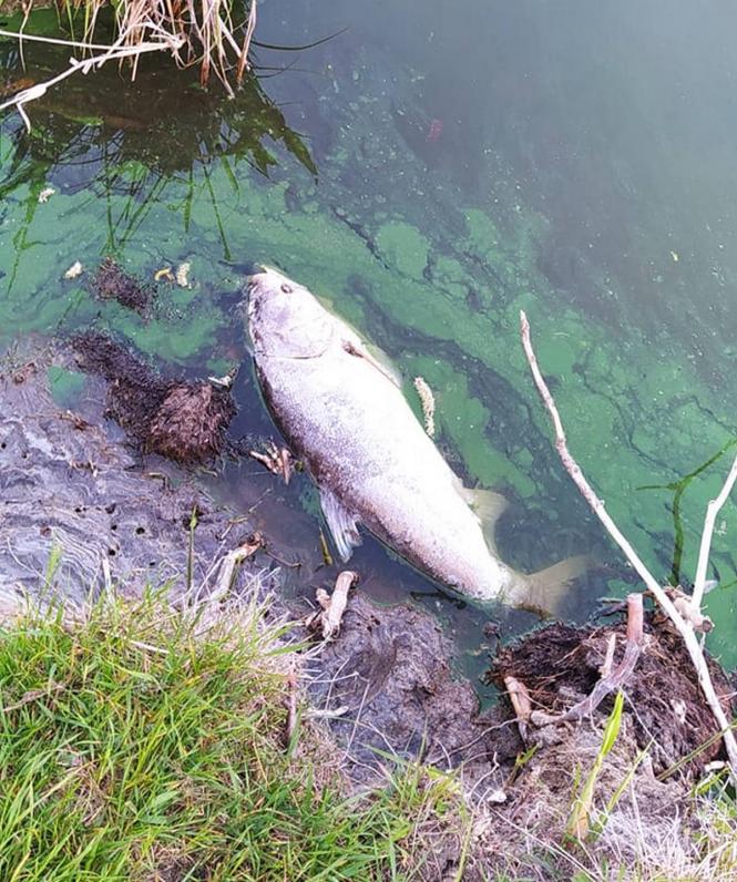 Новини Хмельницького - фото з У Південному Бузі гине риба: що відомо