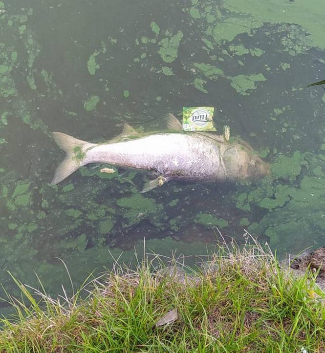 Новини Хмельницького - фото з У Південному Бузі гине риба: що відомо Фото із соцмереж