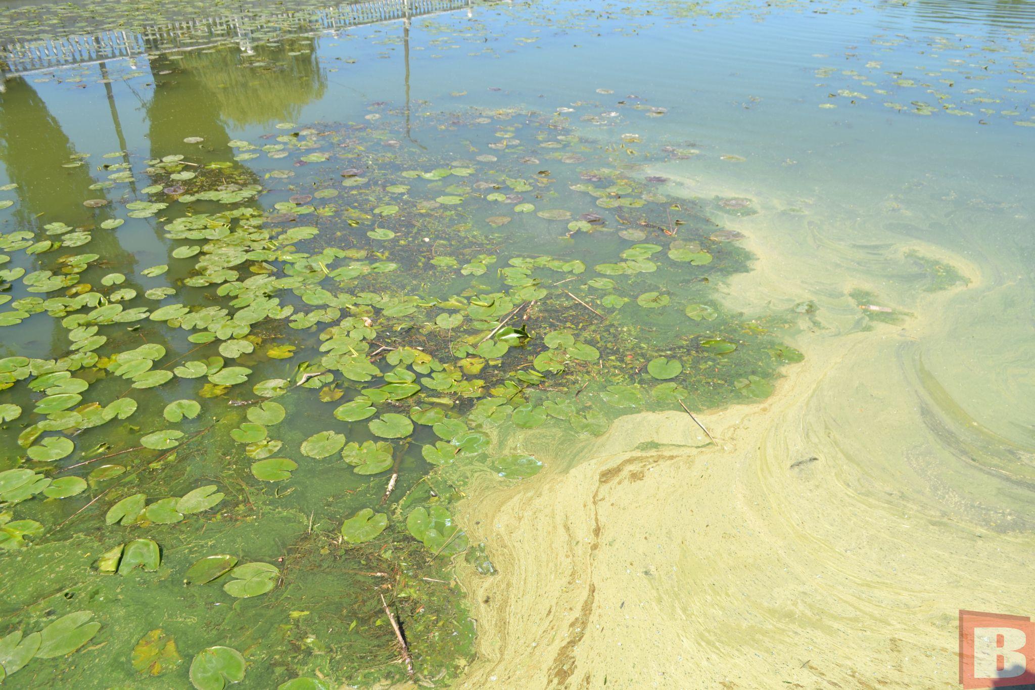 Новини Хмельницького - фото з У хмельницьких річках дохне риба та цвіте вода. Що із цим робитиме влада