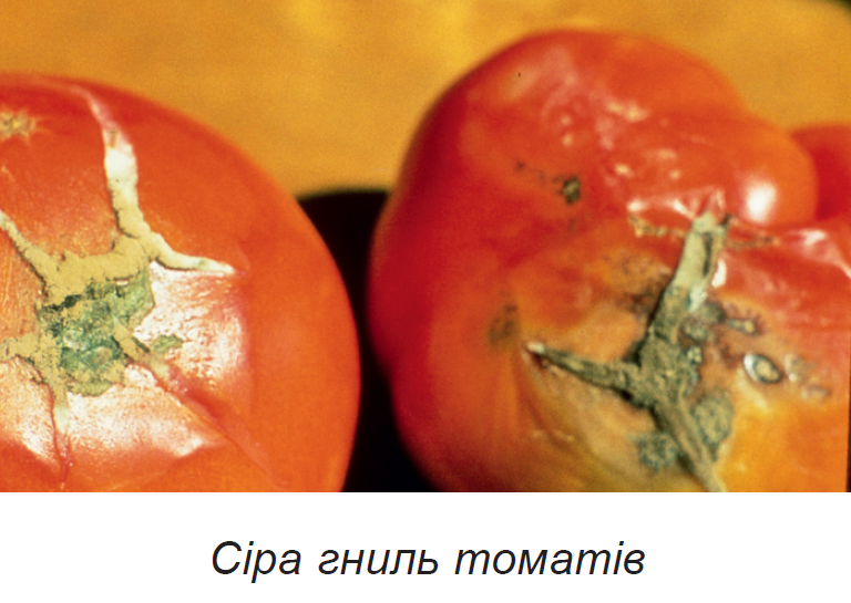 Гнилые помидоры. Фомоз томатов. Бурая гниль томатов. Фомозная гниль томата. Болезни помидор фомоз.
