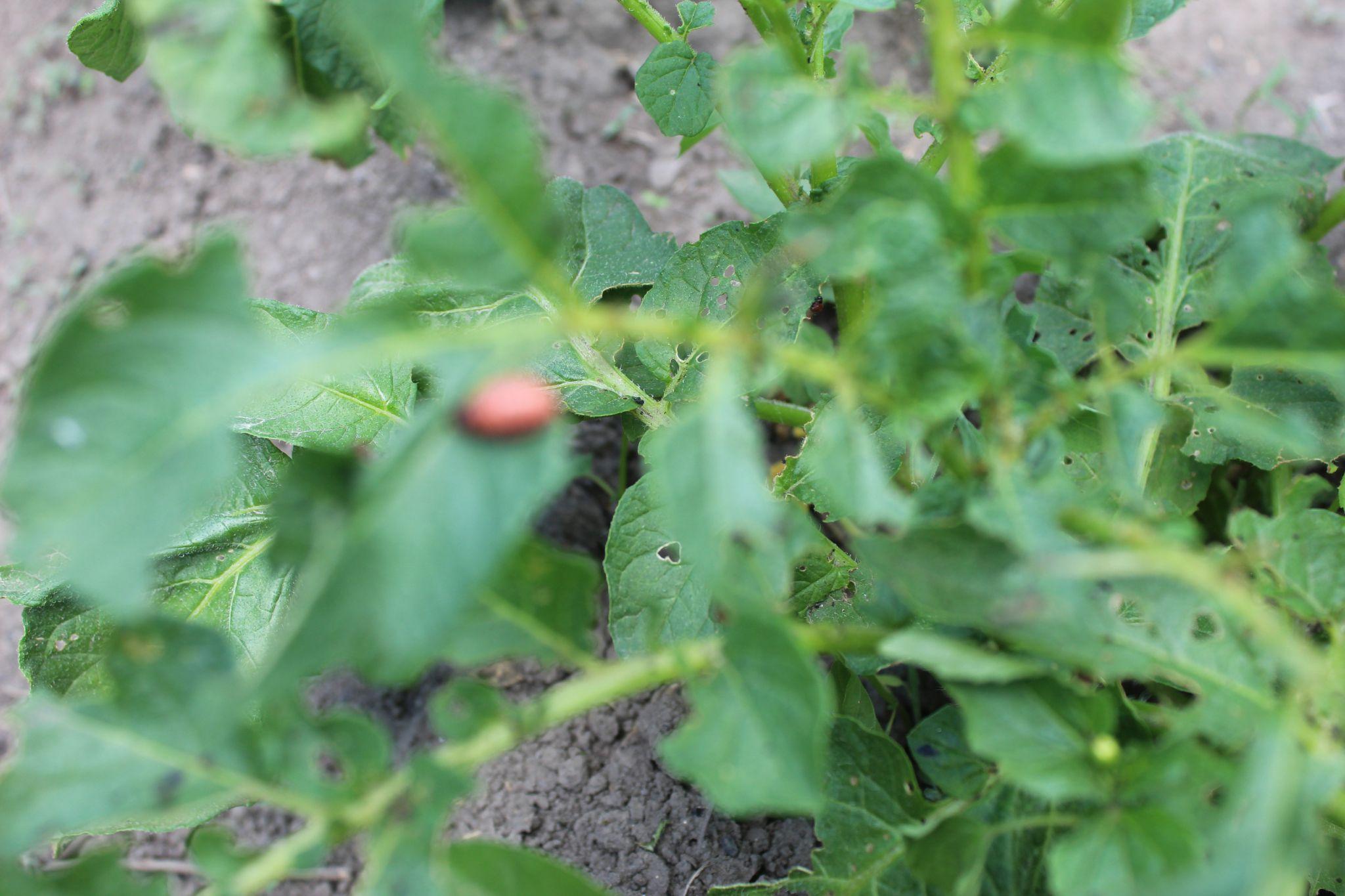 Новини Козятина - фото з Зола, відвар коноплі чи «хімія»? Про методи боротьби з жуком