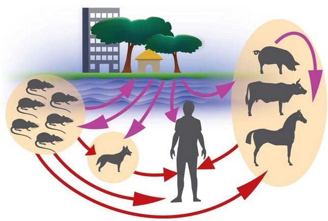 Новини Хмельницького - фото з П'ятеро хмельничан заразились лептоспірозом. Як запобігти небезпечній хворобі?