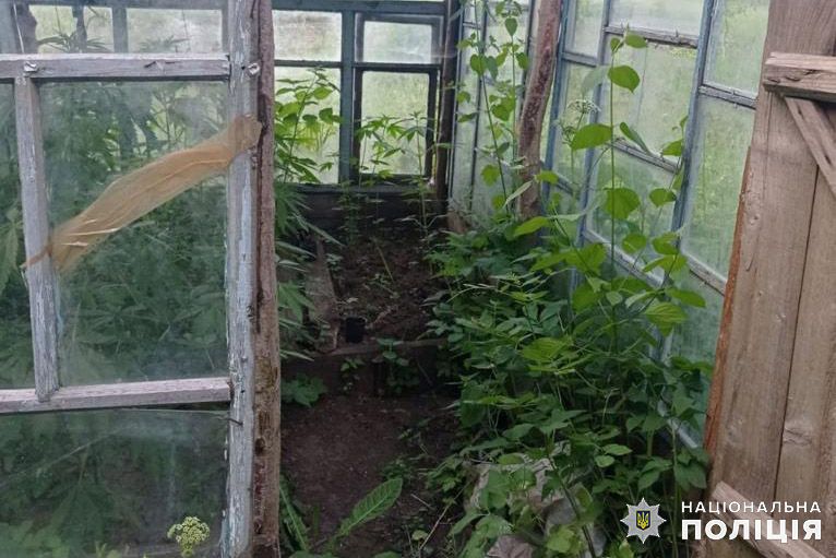 Новини Хмельницького - фото з На Хмельниччині чоловік вирощував коноплю на власному подвір’ї