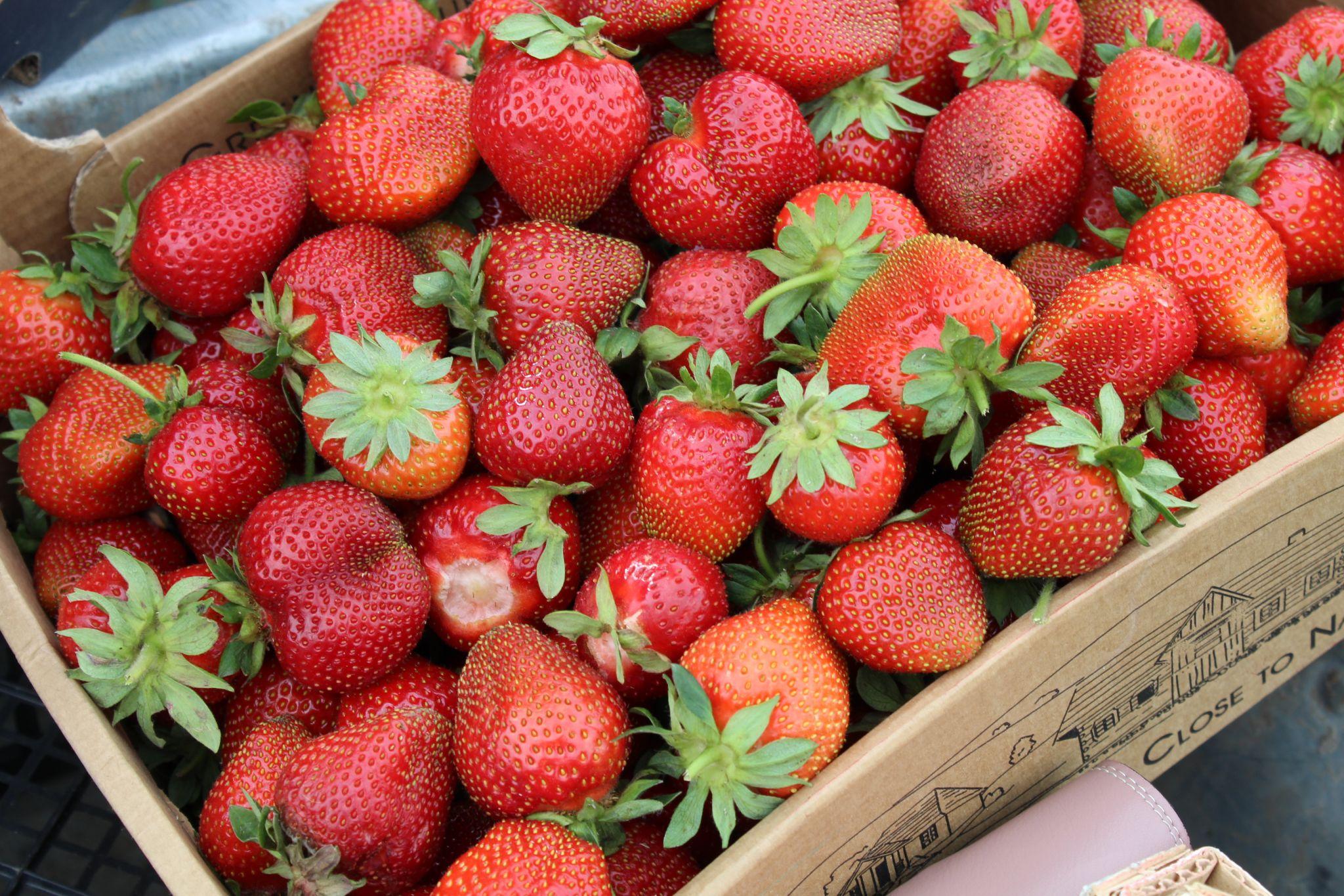 Новини Тернополя - фото з Забезпечують державі надійний тил! Кооператив на Хмельниччині вирощує овочі для ЗСУ (РЕПОРТАЖ)