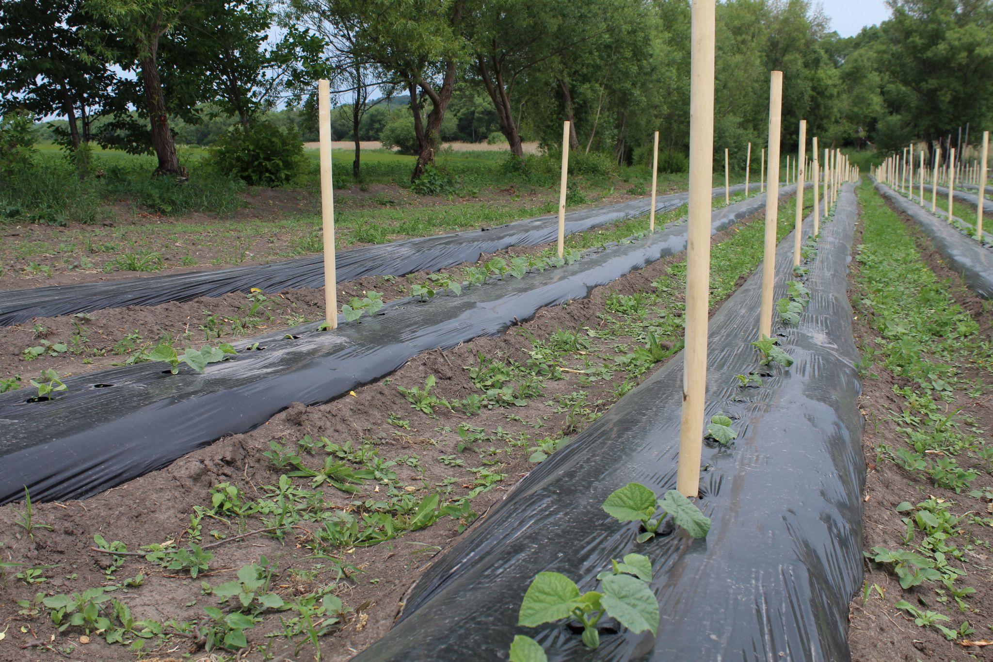 Новини Тернополя - фото з Забезпечують державі надійний тил! Кооператив на Хмельниччині вирощує овочі для ЗСУ (РЕПОРТАЖ)