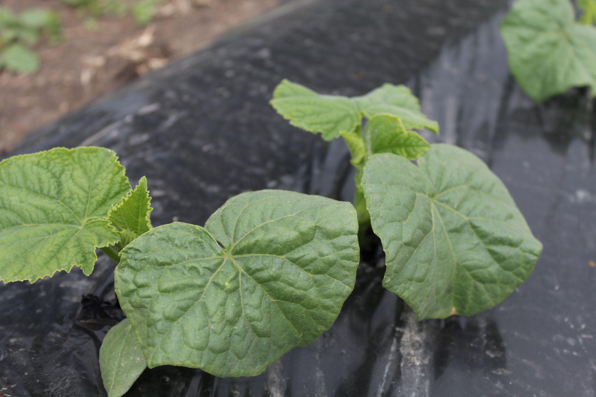 Новини Тернополя - фото з Забезпечують державі надійний тил! Кооператив на Хмельниччині вирощує овочі для ЗСУ (РЕПОРТАЖ)