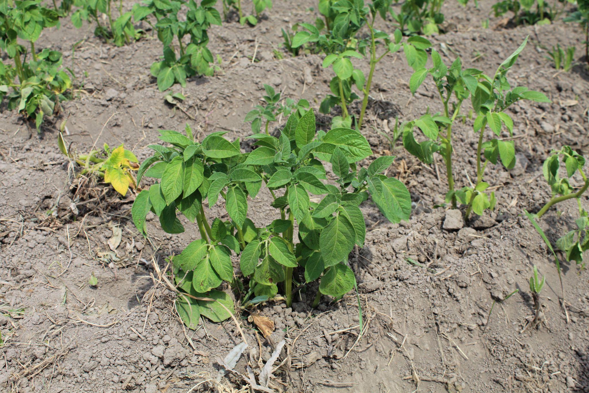 Новини Тернополя - фото з Забезпечують державі надійний тил! Кооператив на Хмельниччині вирощує овочі для ЗСУ (РЕПОРТАЖ)