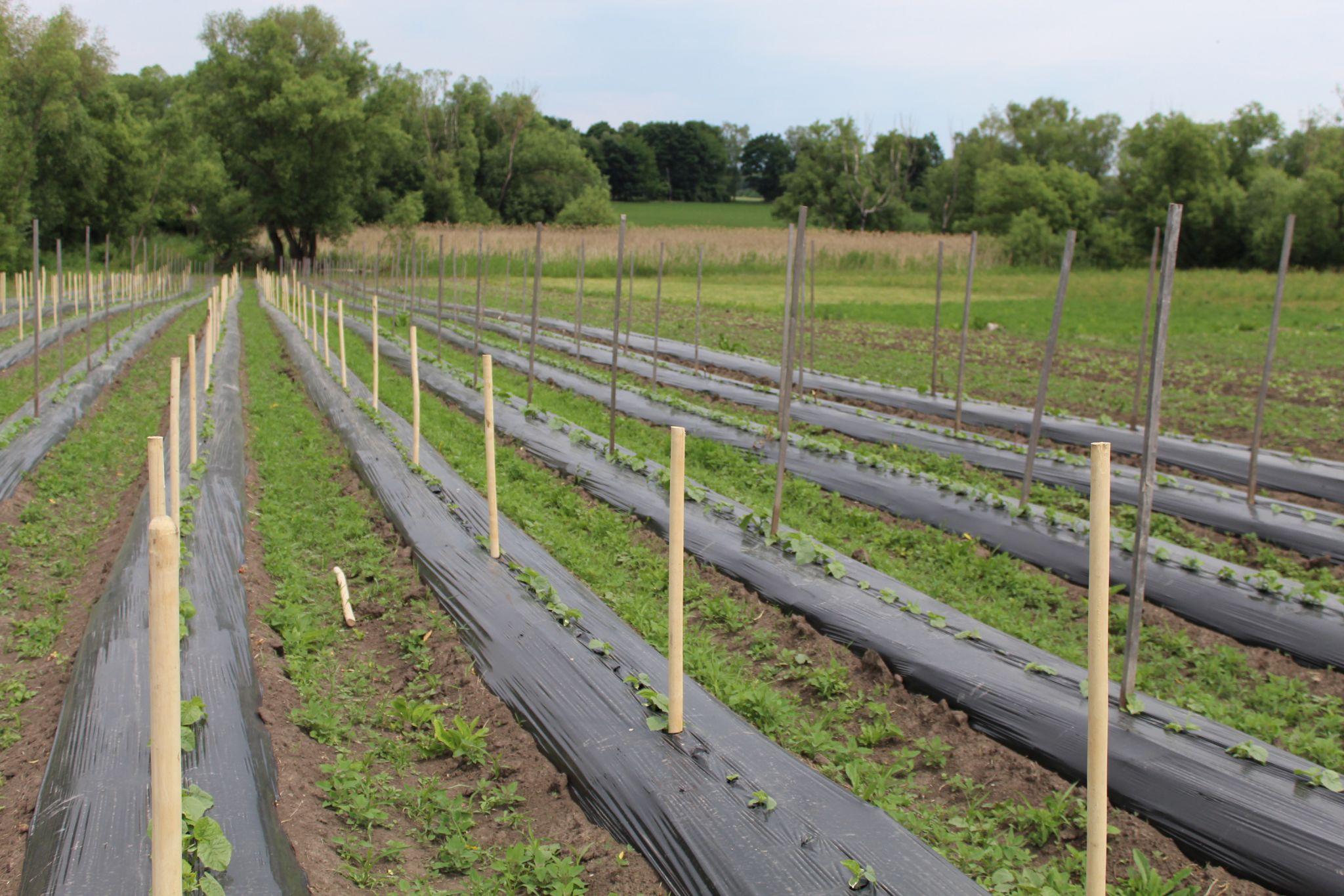 Новини Тернополя - фото з Забезпечують державі надійний тил! Кооператив на Хмельниччині вирощує овочі для ЗСУ (РЕПОРТАЖ)