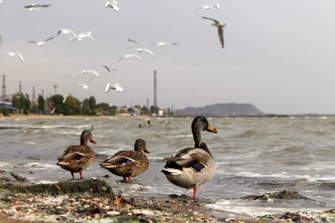 Новини Хмельницького - фото з Фотограф з Маріуполя розповіла як жила під обстрілами та втекла з міста