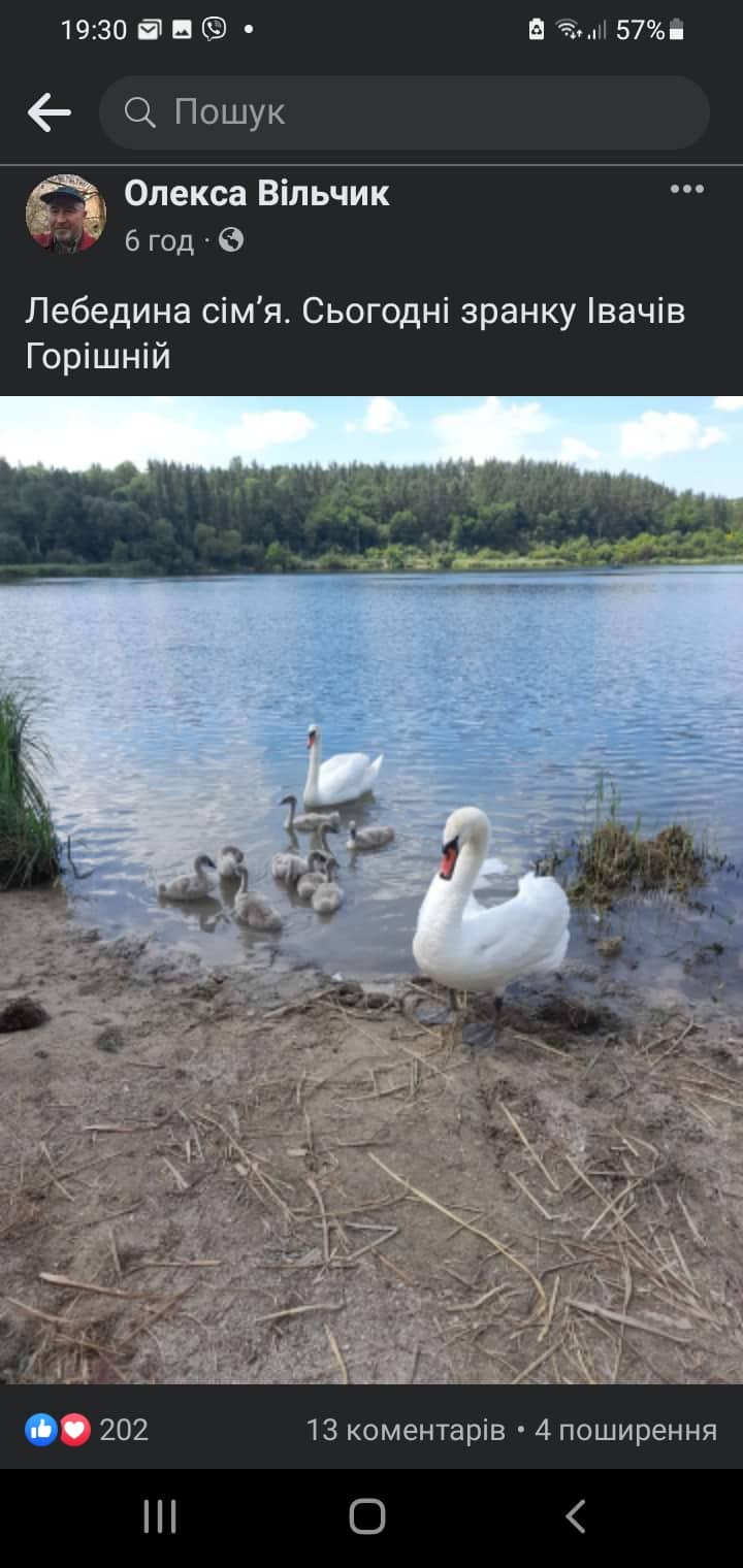 Новини Тернополя - фото з Фото лебединої сім'ї з Івачева Горішнього набирає «лайки» у мережі