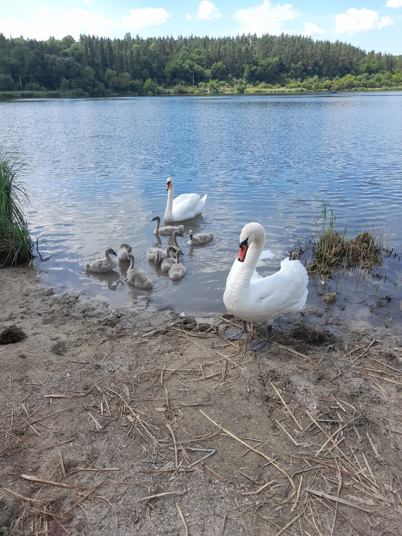 Новини Тернополя - фото з Фото лебединої сім'ї з Івачева Горішнього набирає «лайки» у мережі
