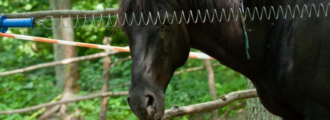 Новини Вінниці - фото з Порятунок коней, мільйон в шкарпетках та інше важливе за 29 червня у Вінниці «Снаряд влучив в стайню, тварини горіли живцем». На Вінниччину евакуювали коней