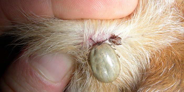 Новини Хмельницького - фото з На Хмельниччині зафіксували 95 випадків бореліозу: як вберегтися