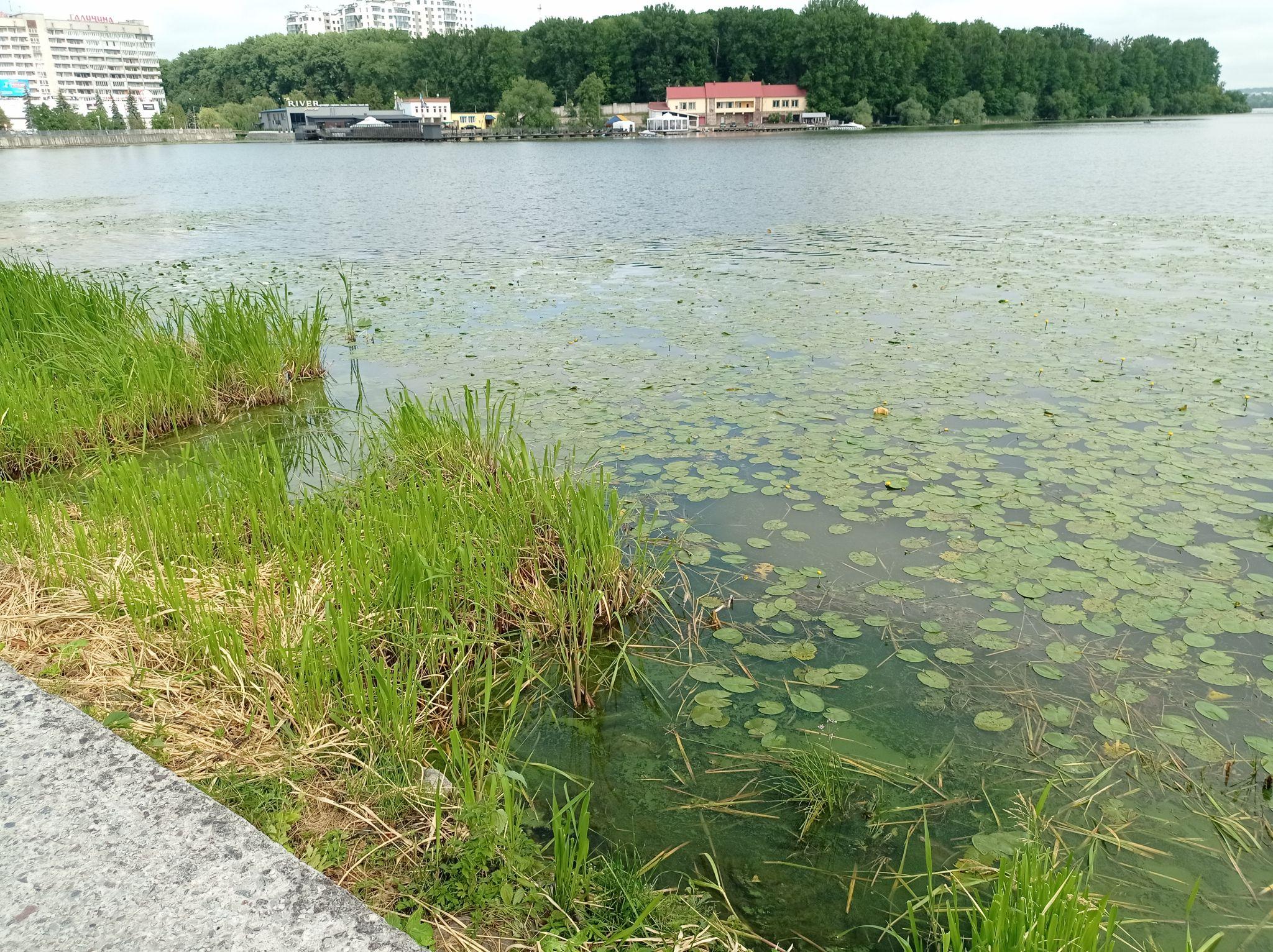 Новини Тернополя - фото з Знову зацвів! На Тернопільському ставі змінився колір води та з’явився неприємний запах