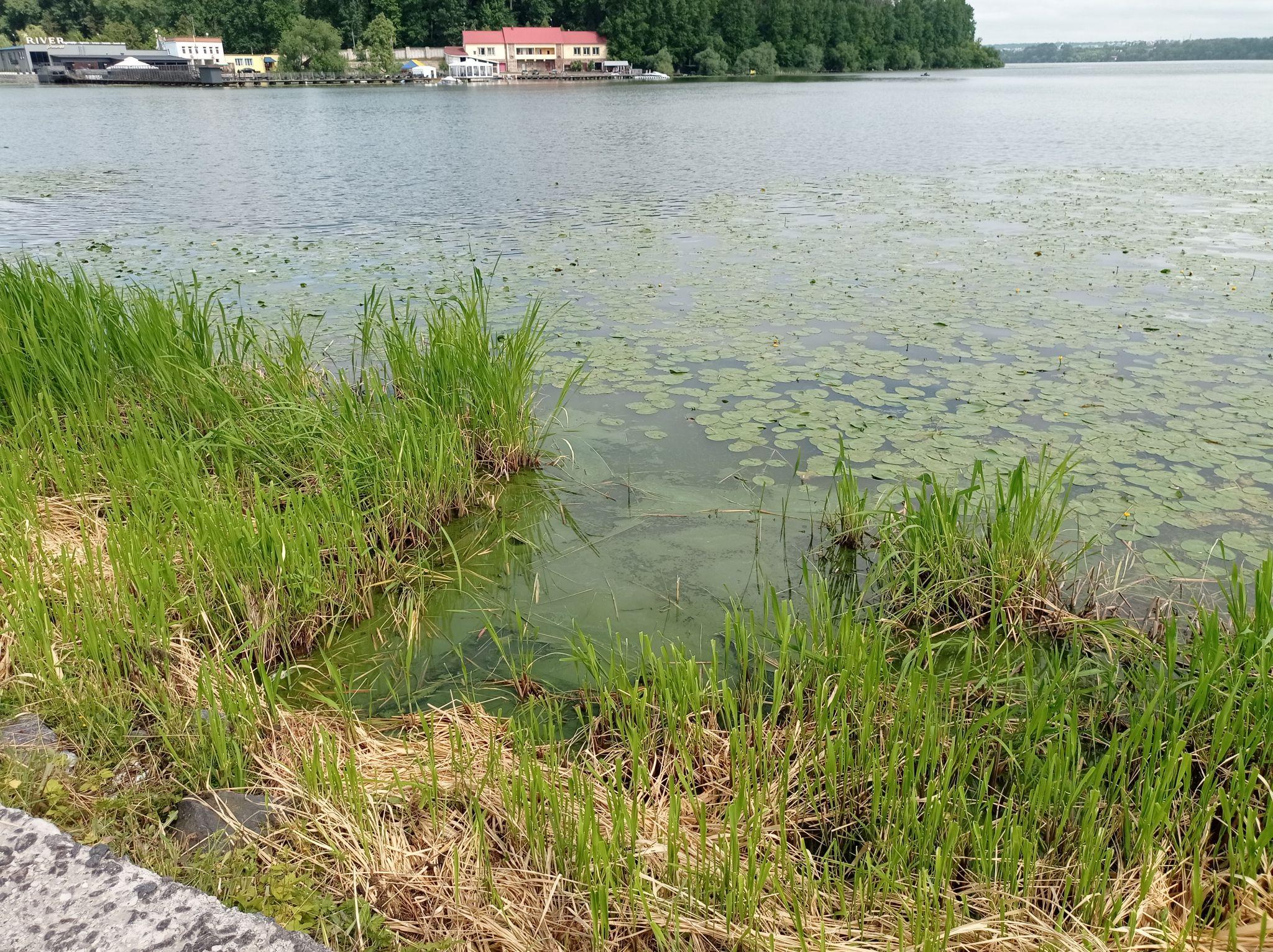 Новини Тернополя - фото з Знову зацвів! На Тернопільському ставі змінився колір води та з’явився неприємний запах