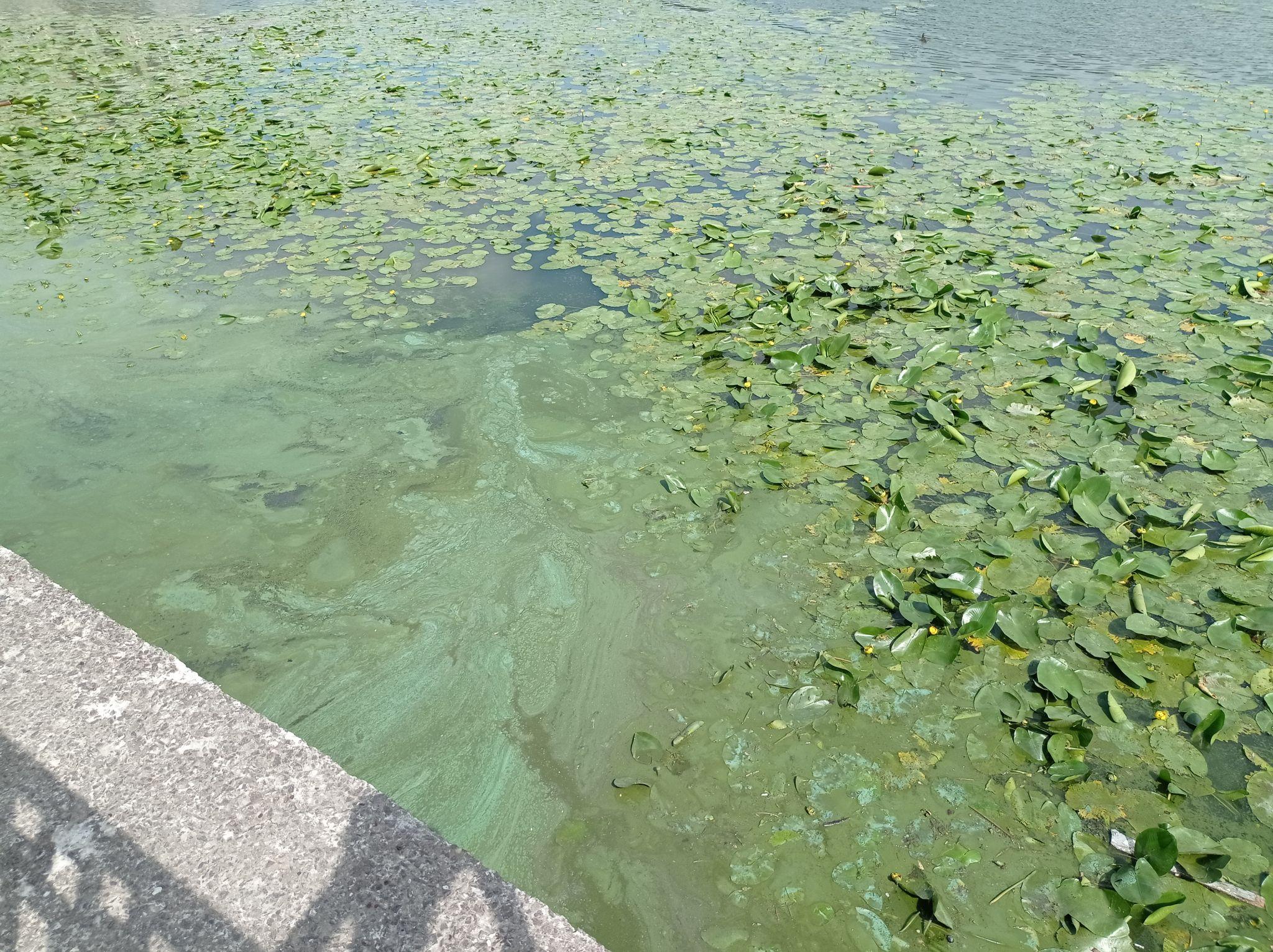 Новини Тернополя - фото з Знову зацвів! На Тернопільському ставі змінився колір води та з’явився неприємний запах