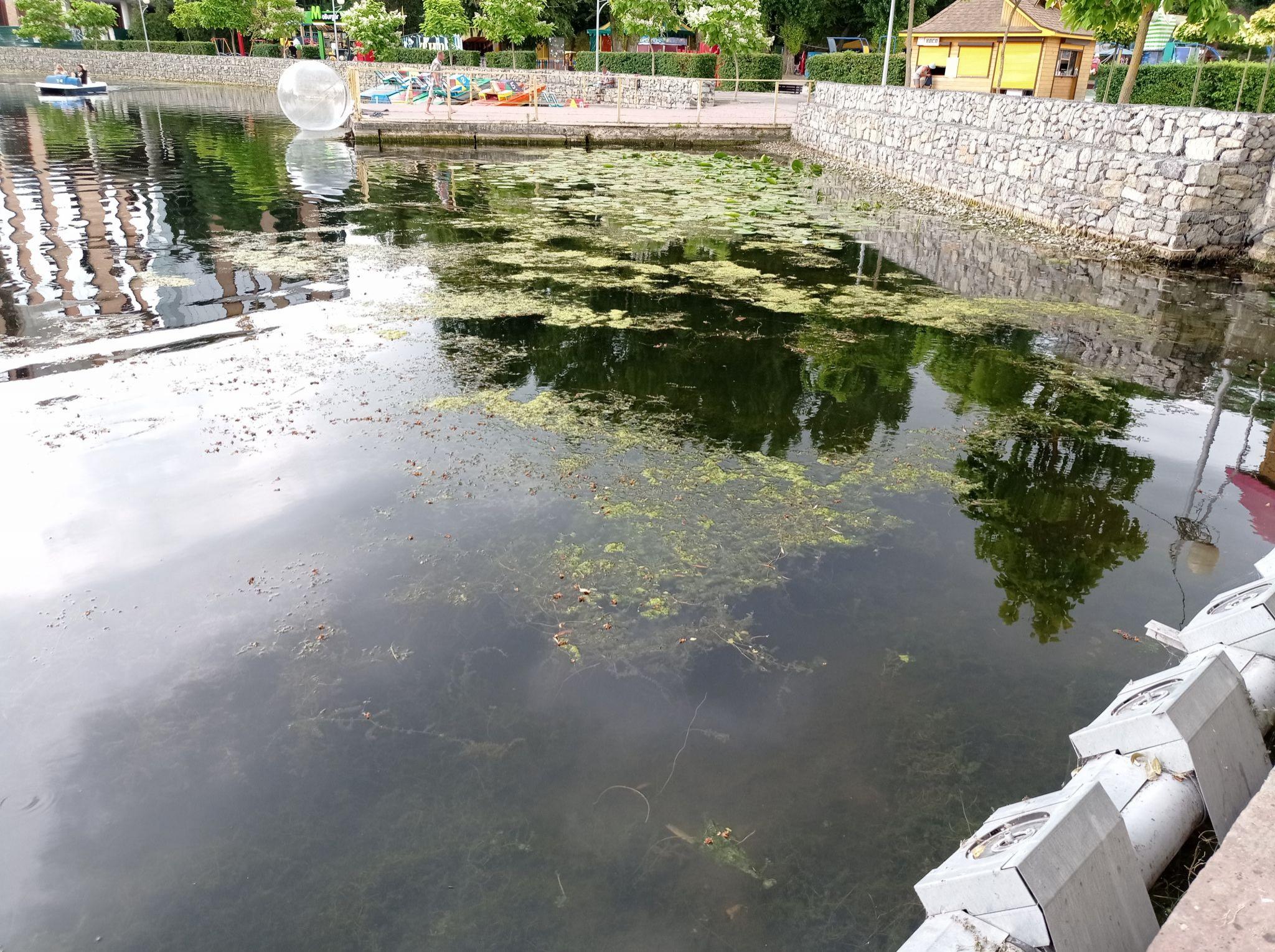 Новини Тернополя - фото з Знову зацвів! На Тернопільському ставі змінився колір води та з’явився неприємний запах
