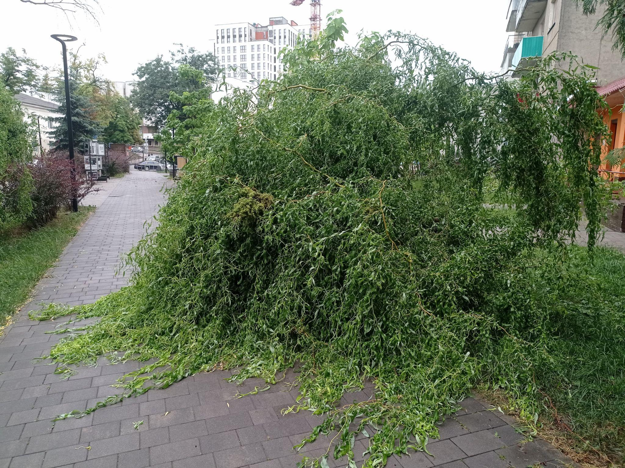 Новини Тернополя - фото з Повалило дерева та затопило вулиці: наслідки негоди у Тернополі (ФОТО, ВІДЕО)