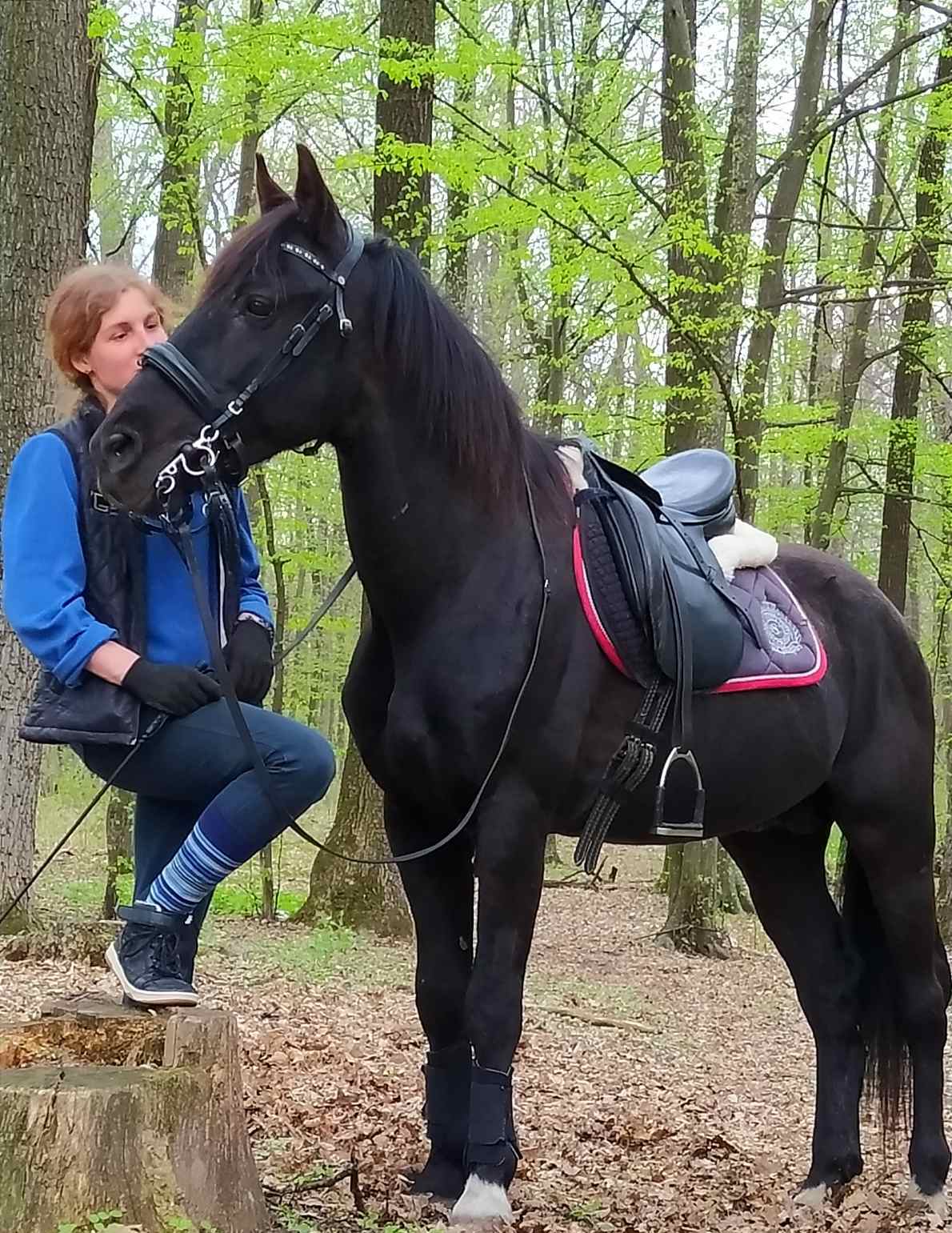 Новини Вінниці - фото з «Очі поки що сумні». Продовження історії з порятунку коней, евакуйованих з-під Києва