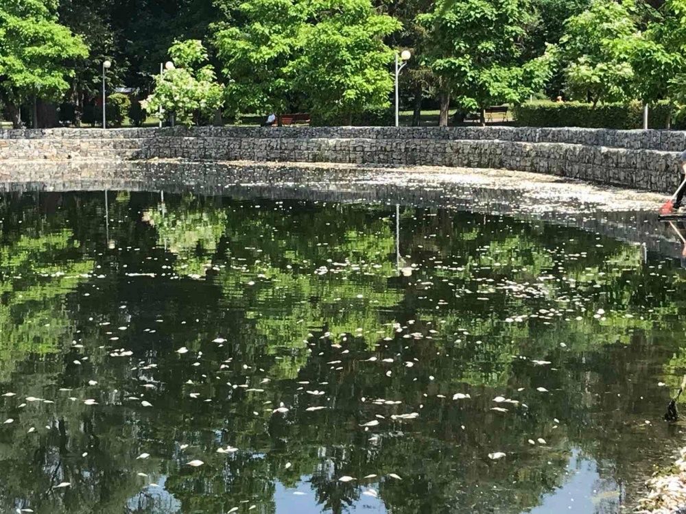 Новини Тернополя - фото з У Тернопільському ставі масово гине риба. Назвали попередню причину