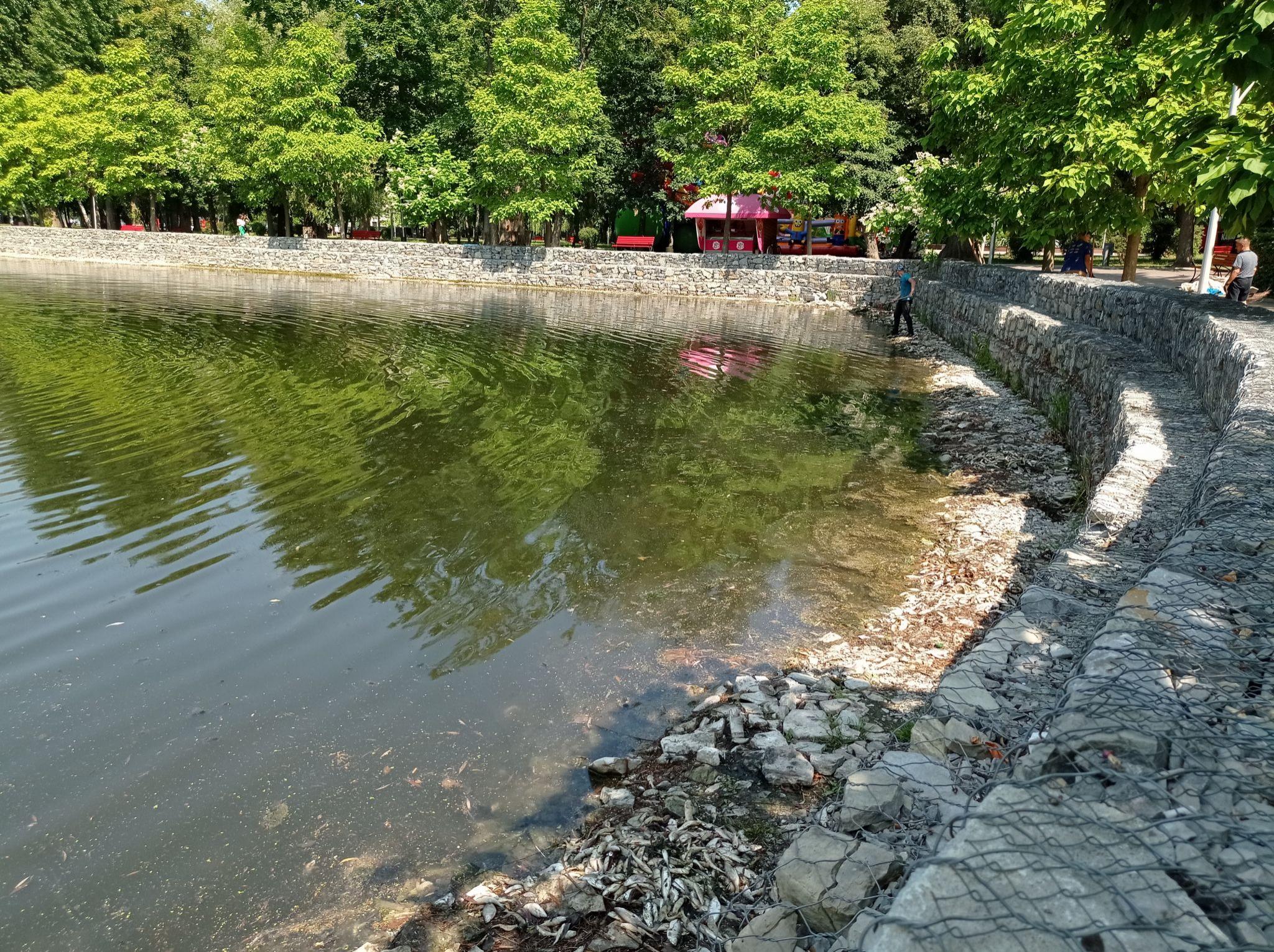 Новини Тернополя - фото з Спека, бактерії, нечистоти й фекалії. Чому загинула риба у ставі? Ми зібрали версії тернопільських екологів (ОГЛЯД)