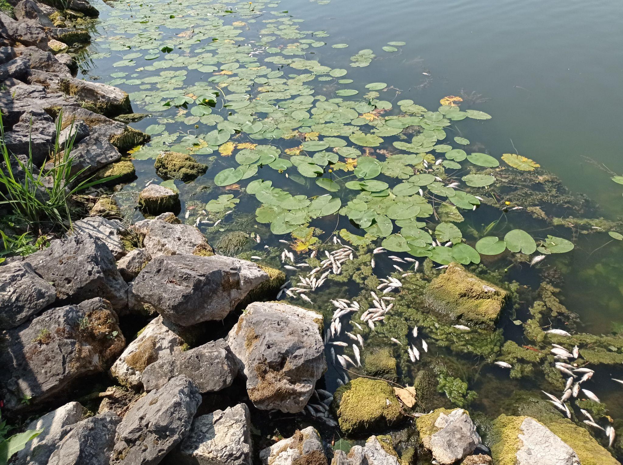 Новини Тернополя - фото з Спека, бактерії, нечистоти й фекалії. Чому загинула риба у ставі? Ми зібрали версії тернопільських екологів (ОГЛЯД)