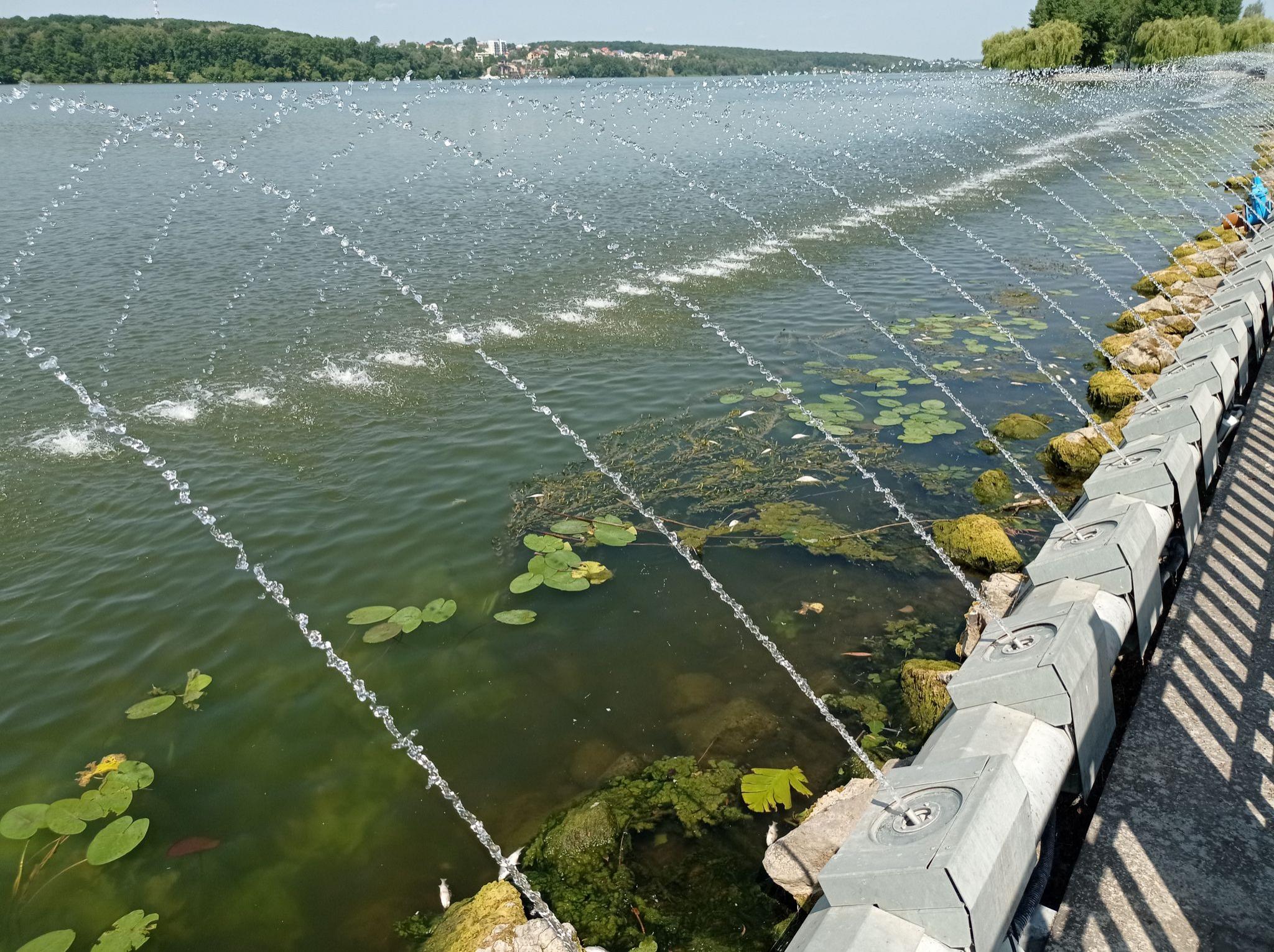 Новини Тернополя - фото з Спека, бактерії, нечистоти й фекалії. Чому загинула риба у ставі? Ми зібрали версії тернопільських екологів (ОГЛЯД)
