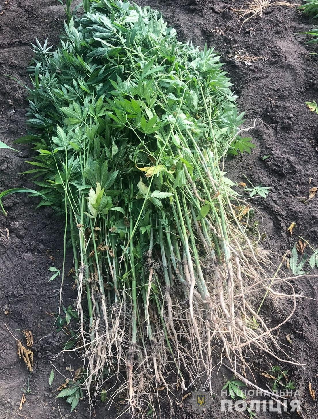 Новини Козятина - фото з Насіяли маку та конопель. Поліцейські вилучили посіви нарковмісних рослин. Що «світить» порушникам?