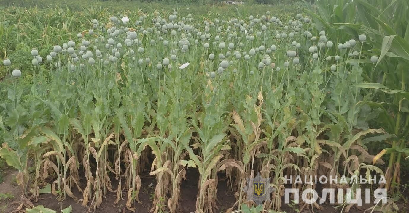 Новини Козятина - фото з Насіяли маку та конопель. Поліцейські вилучили посіви нарковмісних рослин. Що «світить» порушникам?