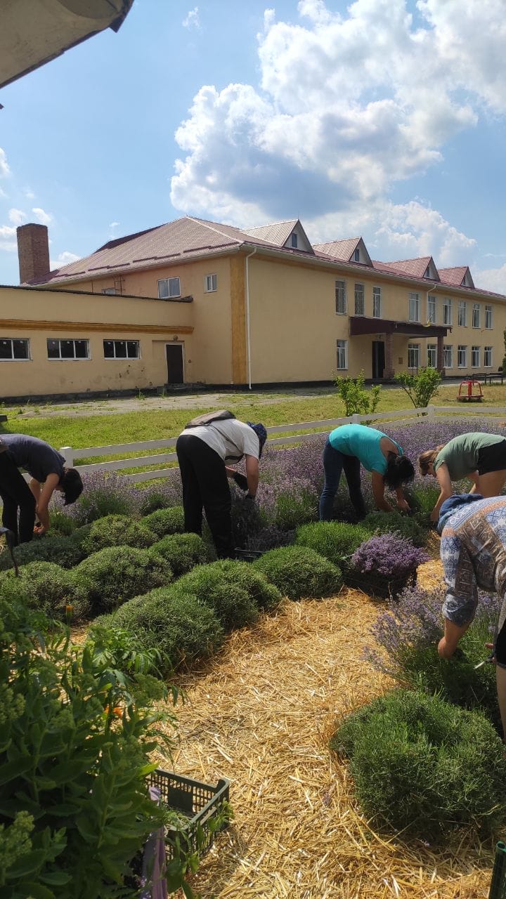 Новини Хмельницького - фото з “Лавандове поле” на Хмельниччині назбирало більше 30 тисяч на ЗСУ (ФОТО)