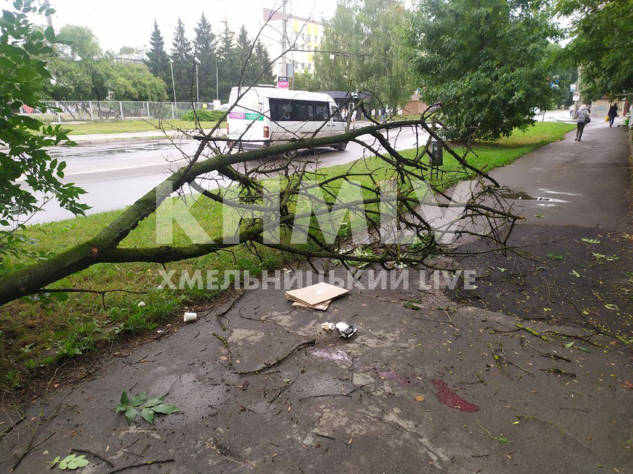 Новини Хмельницького - фото з На Гречанах на жінку впало дерево. Її забрали до лікарні (ФОТО)