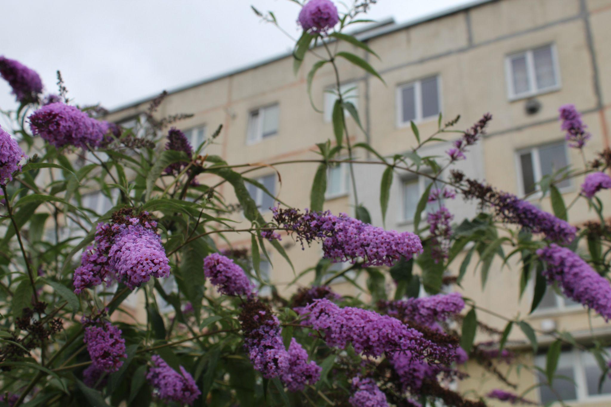 Новини Тернополя - фото з Панує львівська атмосфера. Що відвідати у Чорткові до 500-річчя: підбірка «20 хвилин» (ФОТОРЕПОРТАЖ)